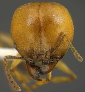 Media type: image;   Entomology 34372 Aspect: head frontal view